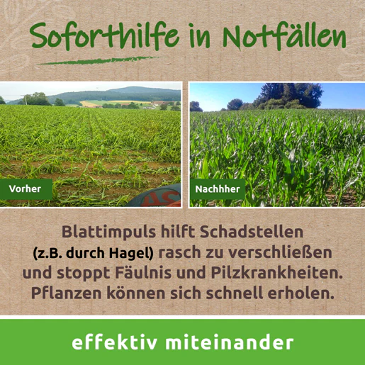 Blattimpuls ® · natives Pflanzenferment für Blattspritzungen - Image 4