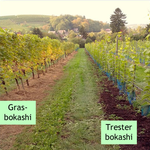 EM-Wein von Alde Gott - Image 8