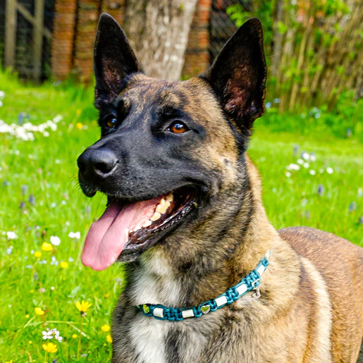 Hundehalsband Lupa - Image 9